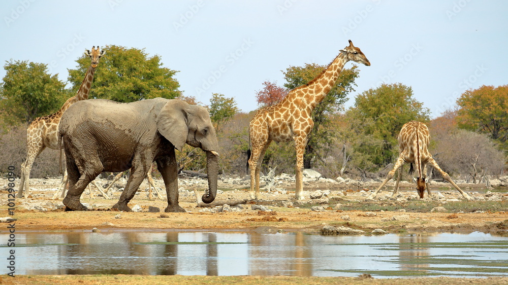 Obraz premium Elephants and giraffes watering in Etosha, Namibia.