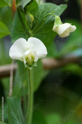 White flower of an edible pea on the vine in Spring
