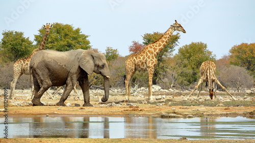 Elephants and giraffes watering in Etosha, Namibia. © gianmarchetti