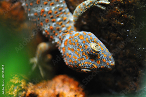 Gecko Tokay