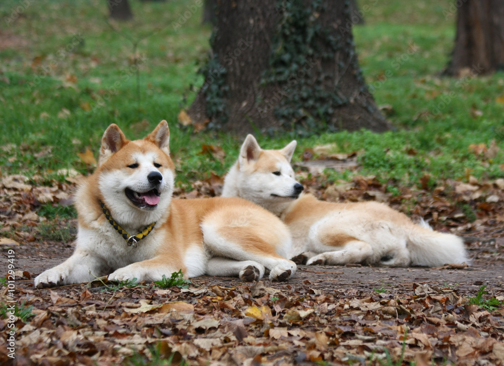 Akita dogs in public park