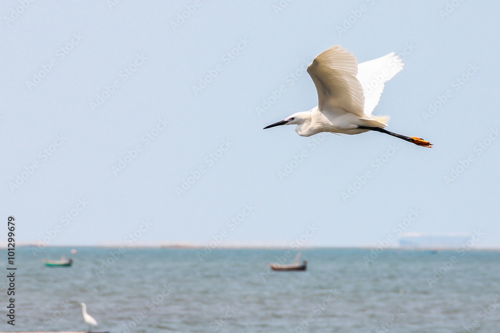 Fototapeta premium Great Egret (Casmerodius Albus) is flying on the sky.