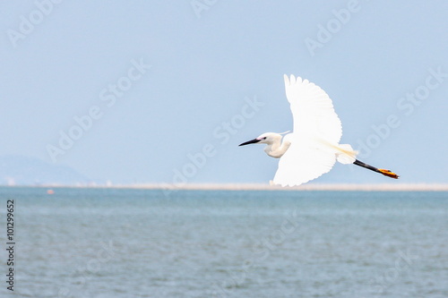 Great Egret (Casmerodius Albus) is flying on the sky.