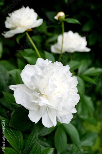 Fragrant white peony bloom amidst lush foliage