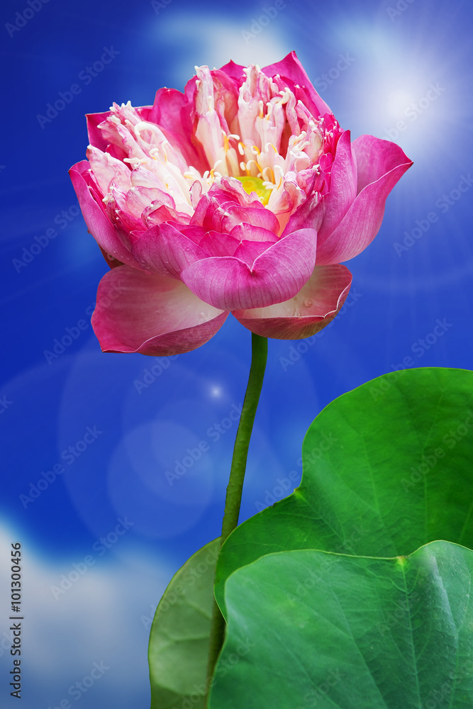 Fototapeta premium lotus flower