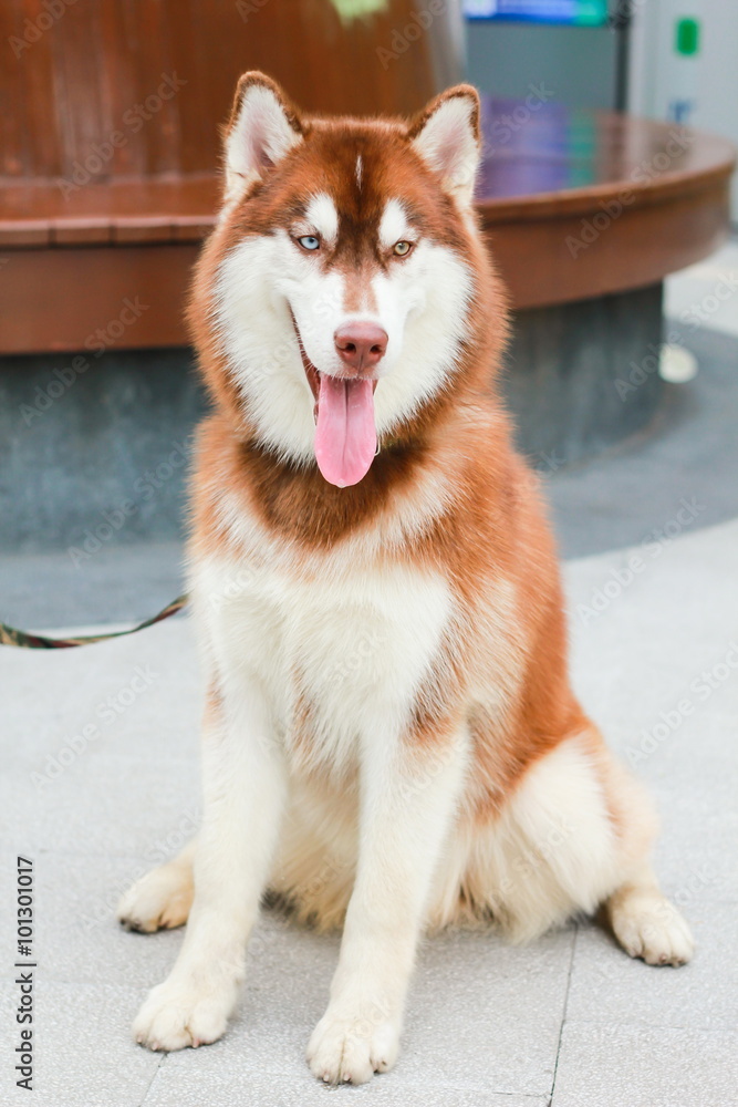 Portrait of Siberian Husky Dog Portrait of Siberian Husky Dog
