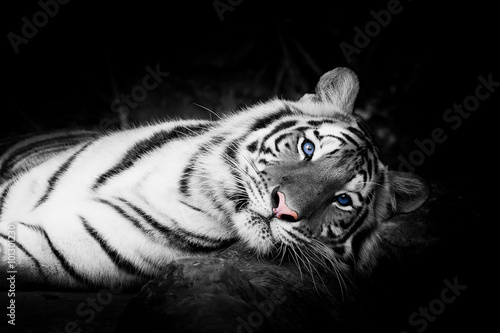 Fotografie, Obraz white tiger