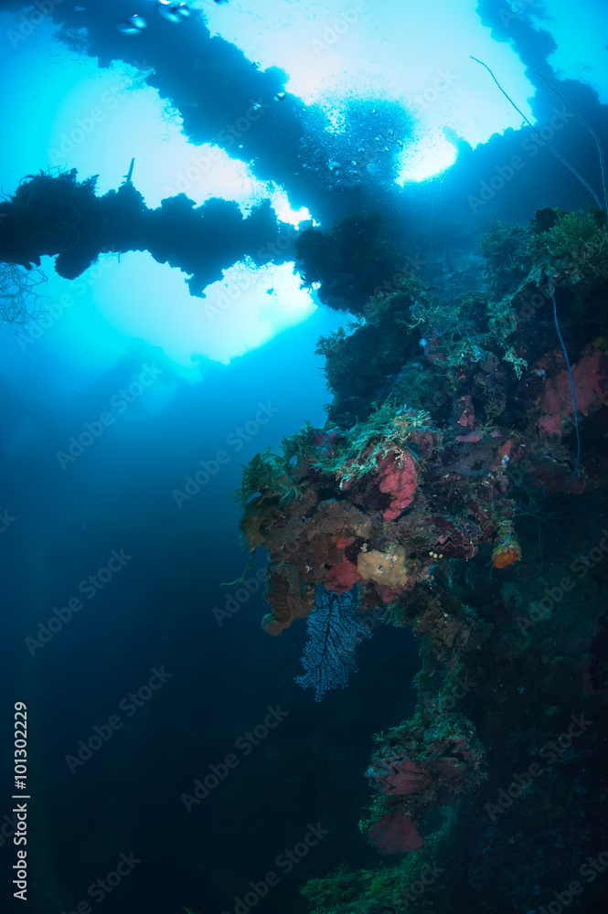 Obraz premium Coral reef in daylight. This photo was taken during the wreckdiving in Micronesia. Actually this is wreck ship that laying underwate forr 60 years.