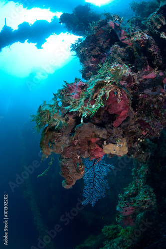 Coral reef in daylight. This photo was taken during the wreckdiving in Micronesia. Actually this is wreck ship that laying underwate forr 60 years. photo