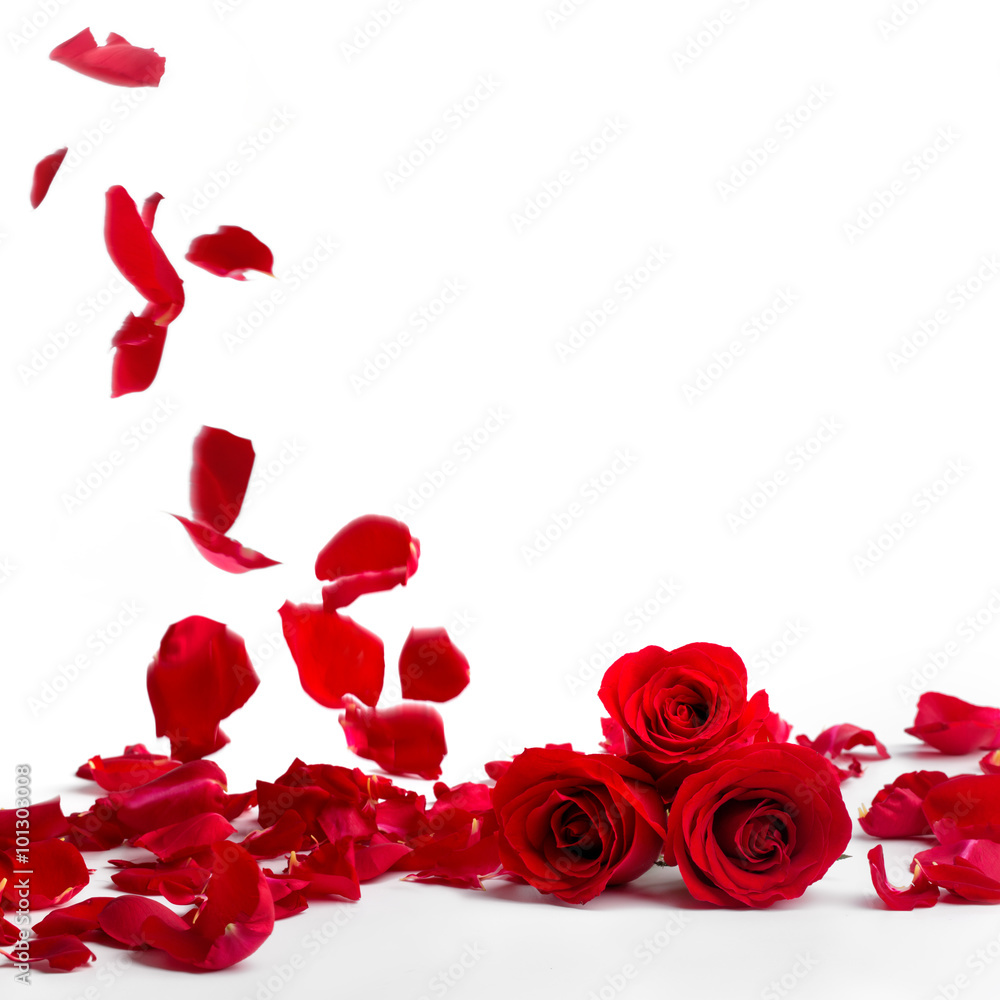 Red roses and rose petals on white background Red roses and rose petals on white background
