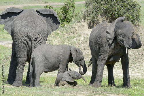 African Elephant (Loxodonta africana) family standing together with a small baby lying in between at a waterhole, Serengeti national park, Tanzania.
