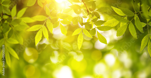 Natural green background