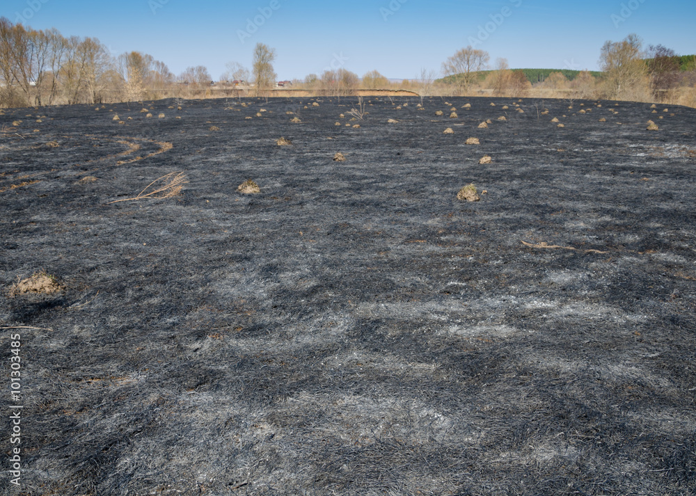 Black field after the fire/ Rural pasture with scorched grass. The