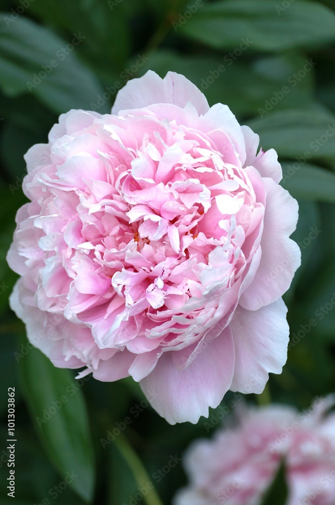 Light pink double peony flower in full bloom