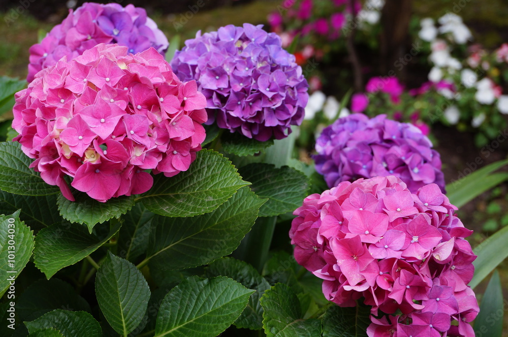 Pink and purple hydrangea flowers in bloom Pink and purple hydrangea flowers in bloom