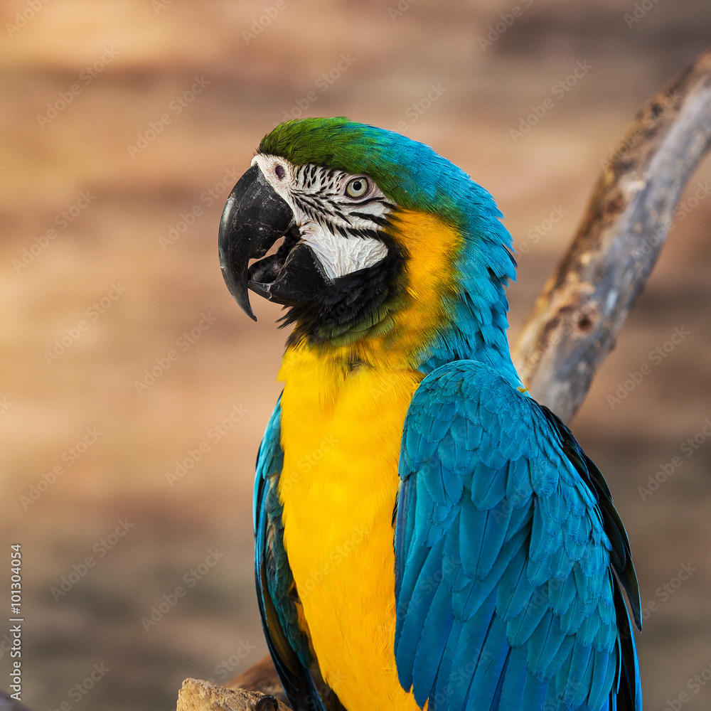 Blue-and-yellow macaw[Ara ararauna] sitting on log