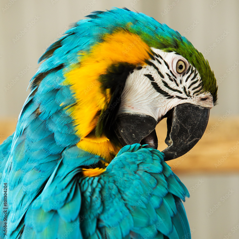 Naklejka premium Macaw Parrot