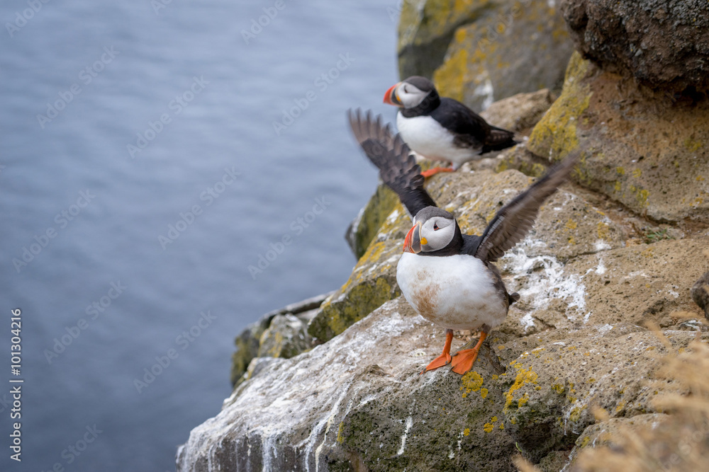 Obraz premium Cute Atlantic puffin (Fratercula arctica) preparing for flight, Iceland