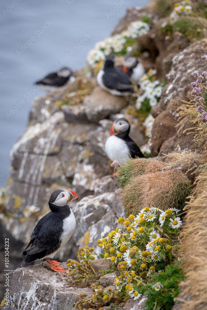 Obraz premium Vertical view of Atlantic Puffins (Fratercula arctica).