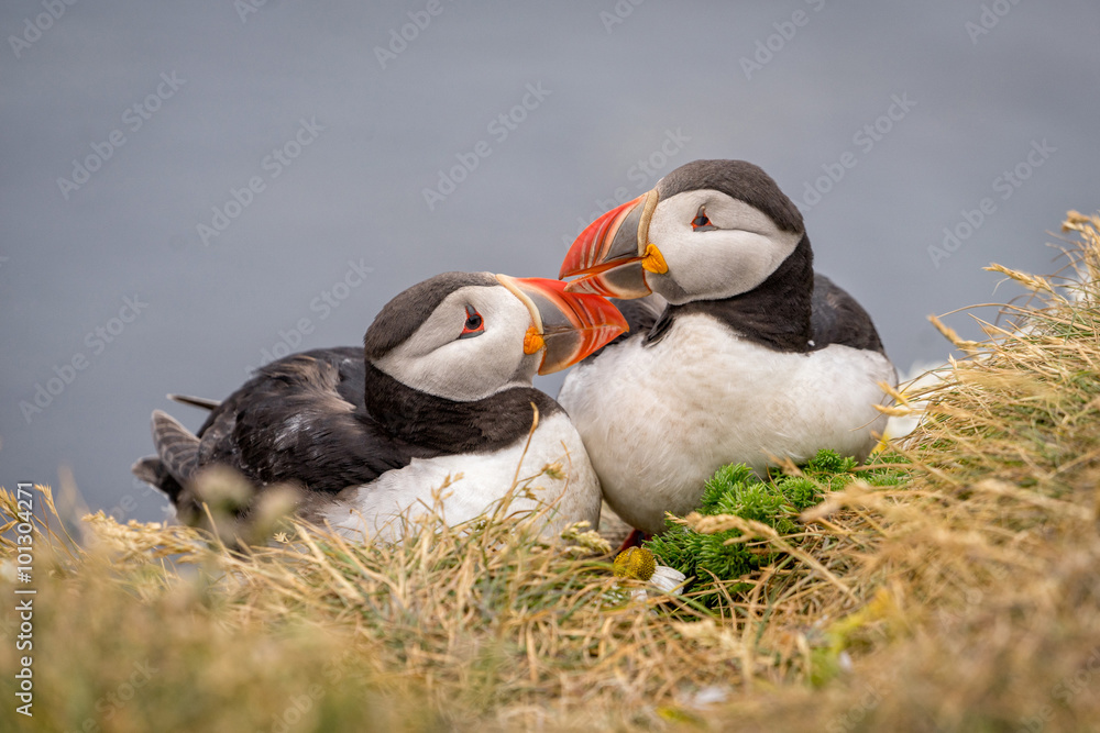 Obraz premium Portrait of cute couple of Atlantic Puffins (Fratercula arctica) in Latrabjarg cliffs, Iceland.
