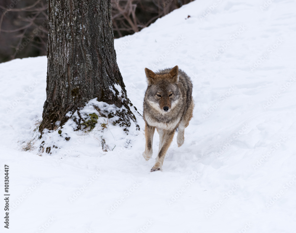 Coyote running on snow in winter 