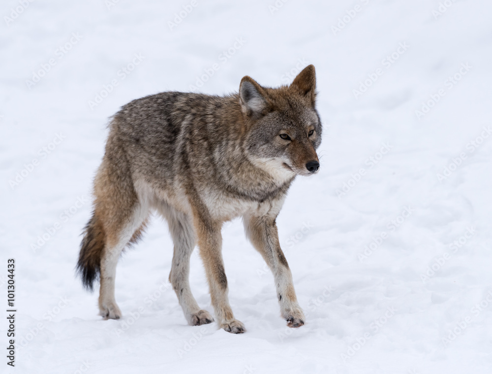 Coyote walking on snow in winter 