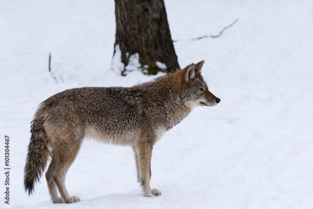 Coyote standing on snow in winter, Portrait Coyote standing on snow in winter, Portrait