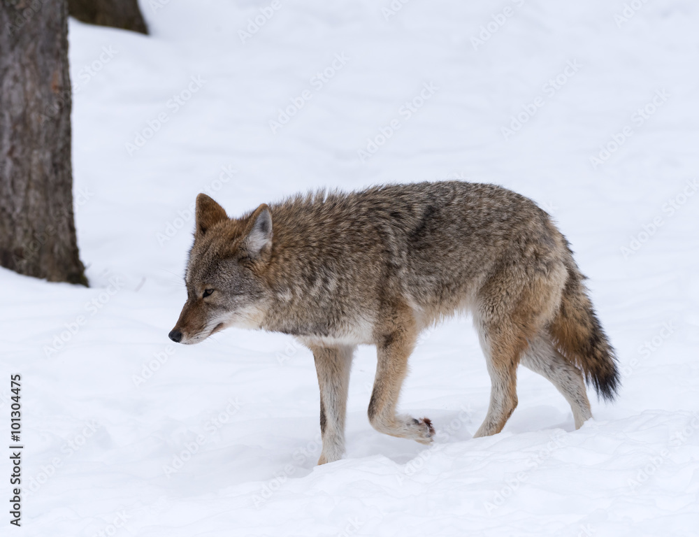 Coyote walking on snow in winter Coyote walking on snow in winter