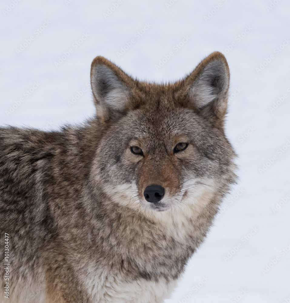 Coyote in winter, Closeup Portrait Coyote in winter, Closeup Portrait