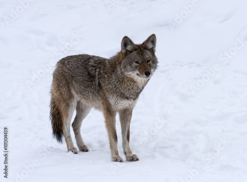 Coyote standing on snow in winter  Portrait