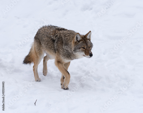 Coyote walking on snow in winter, Portrait © FotoRequest