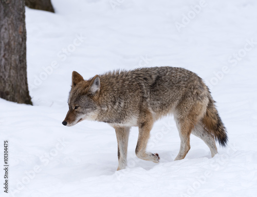 Coyote walking on snow in winter  © FotoRequest