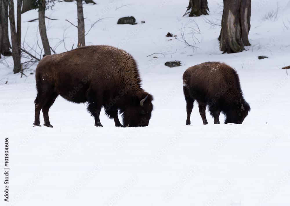 American Bison (Buffalo Meadow) in Winter American Bison (Buffalo Meadow) in Winter