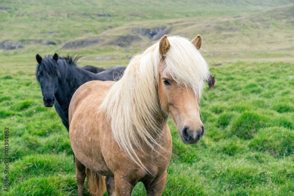 Fototapeta premium Portrait of two icelandic horses on a green pasture. Selective focus on a pony in a front.