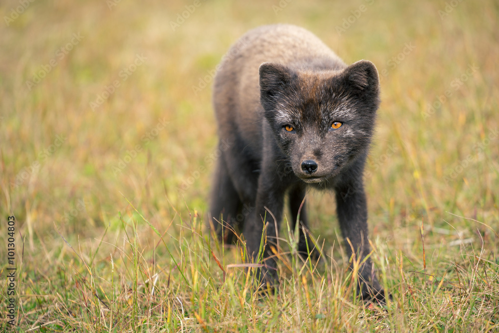 Portrait of Arctic fox (Vulpes Lagopus) in Hornstrandir National Park, Iceland. Portrait of Arctic fox (Vulpes Lagopus) in Hornstrandir National Park, Iceland.