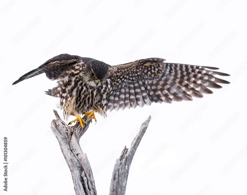 Fototapeta premium Merlin with Open Wings,Isolated