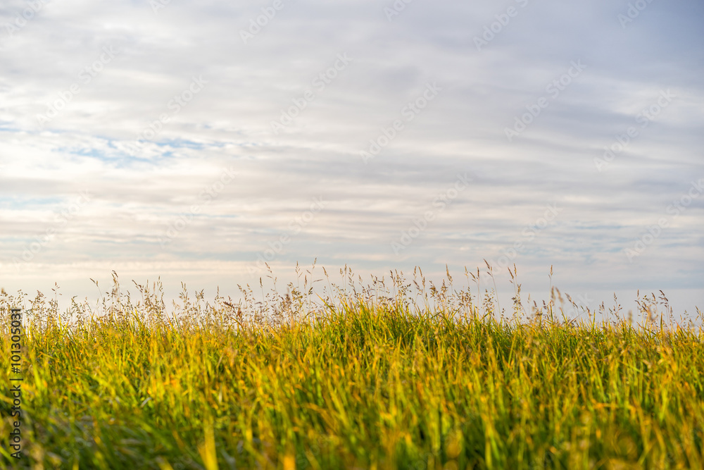 Evening shot of field with green grass against the sunset sky. Shallow depth of field.
