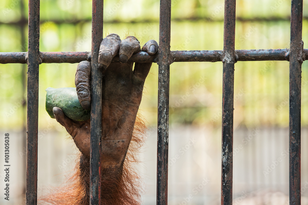Obraz premium Chimpanzee hand.
