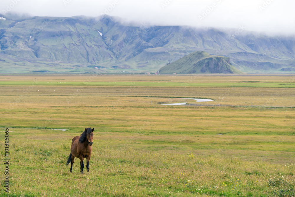 Obraz premium Horizontal view of wild icelandic pony on pasture.