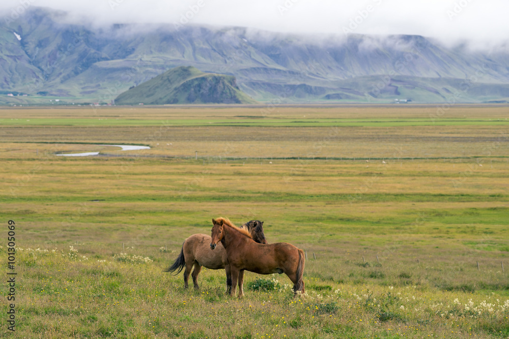 Fototapeta premium Two Icelandic horses on a green pasture.
