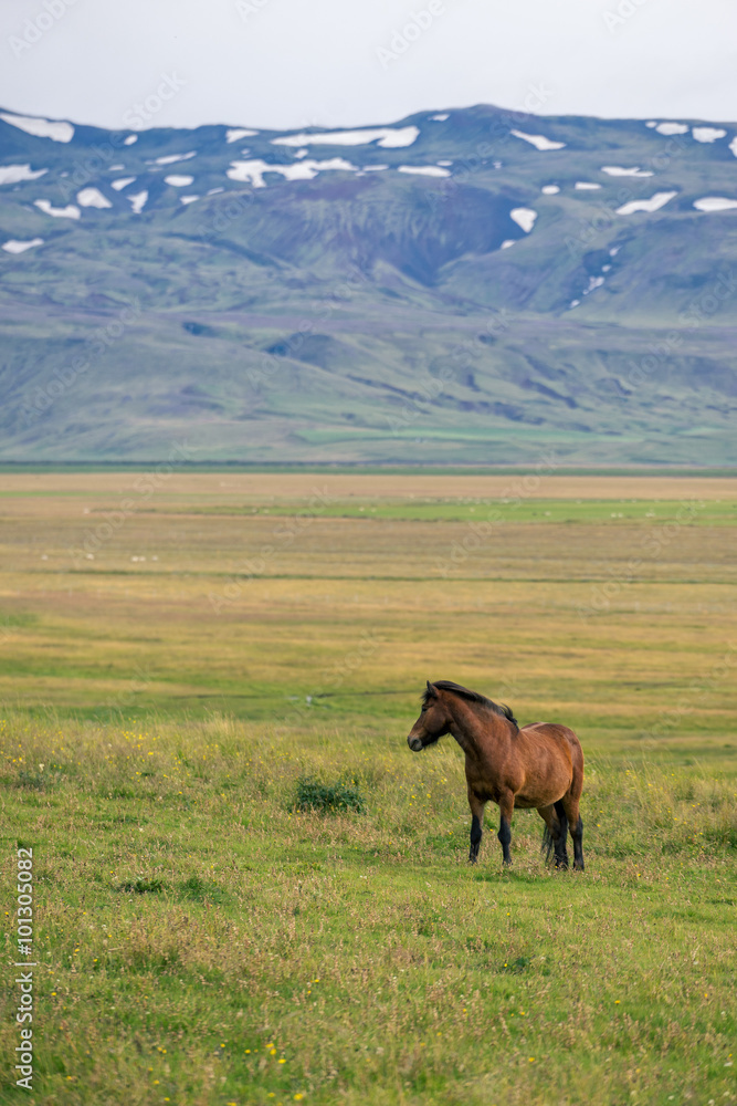 Fototapeta premium Vertical view of wild icelandic pony on pasture.