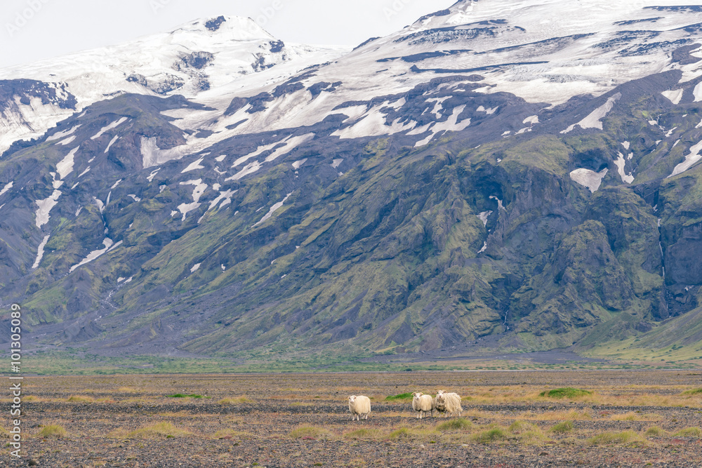 Icelandic sheep grazing in front of high mountaints - Þórsmörk National Park. Icelandic sheep grazing in front of high mountaints - Þórsmörk National Park.