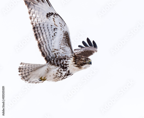 Red-Tailed Hawk in Flight, Isolated