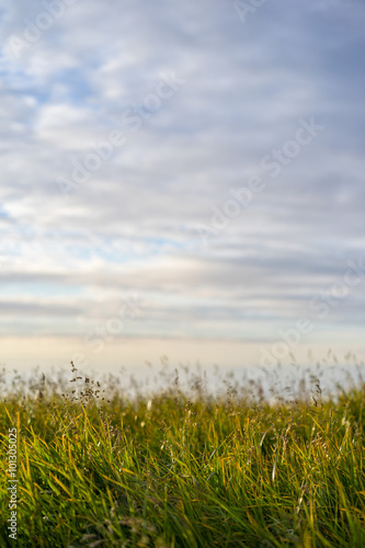 Evening shot of field with green grass against the sunset sky. Shallow depth of field.