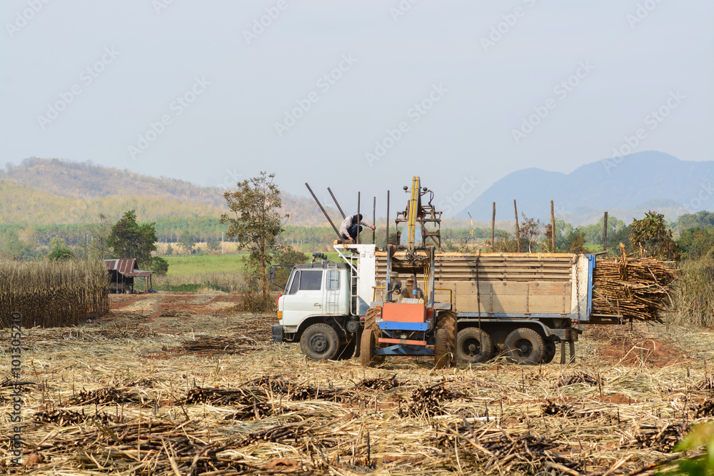 Fototapeta premium sugar cane harvesting