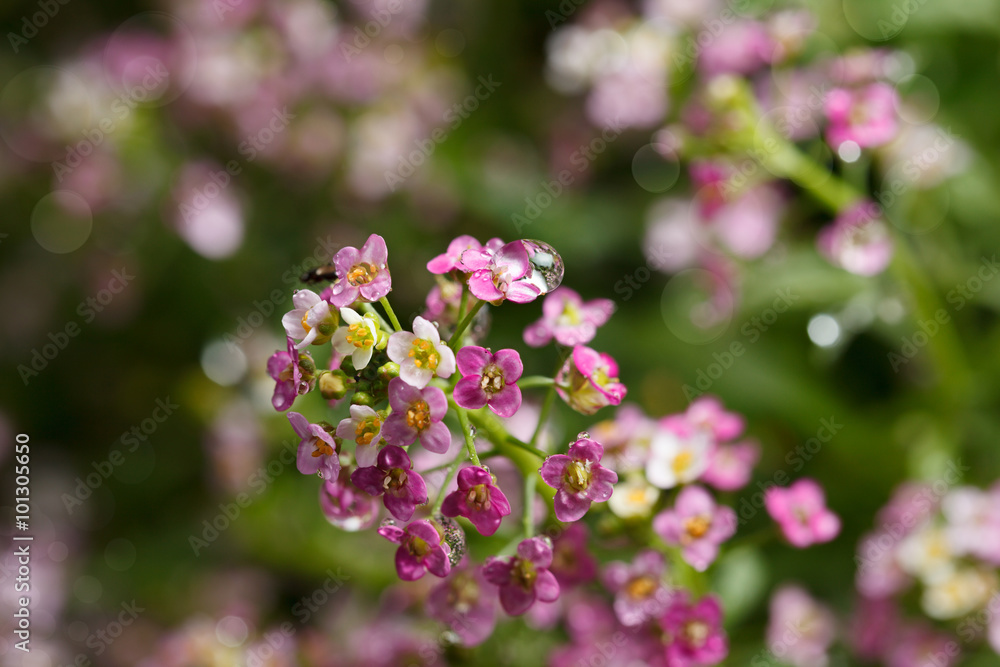 Lobularia maritima Lobularia maritima