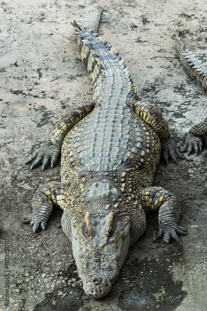 Naklejka premium Crocodile