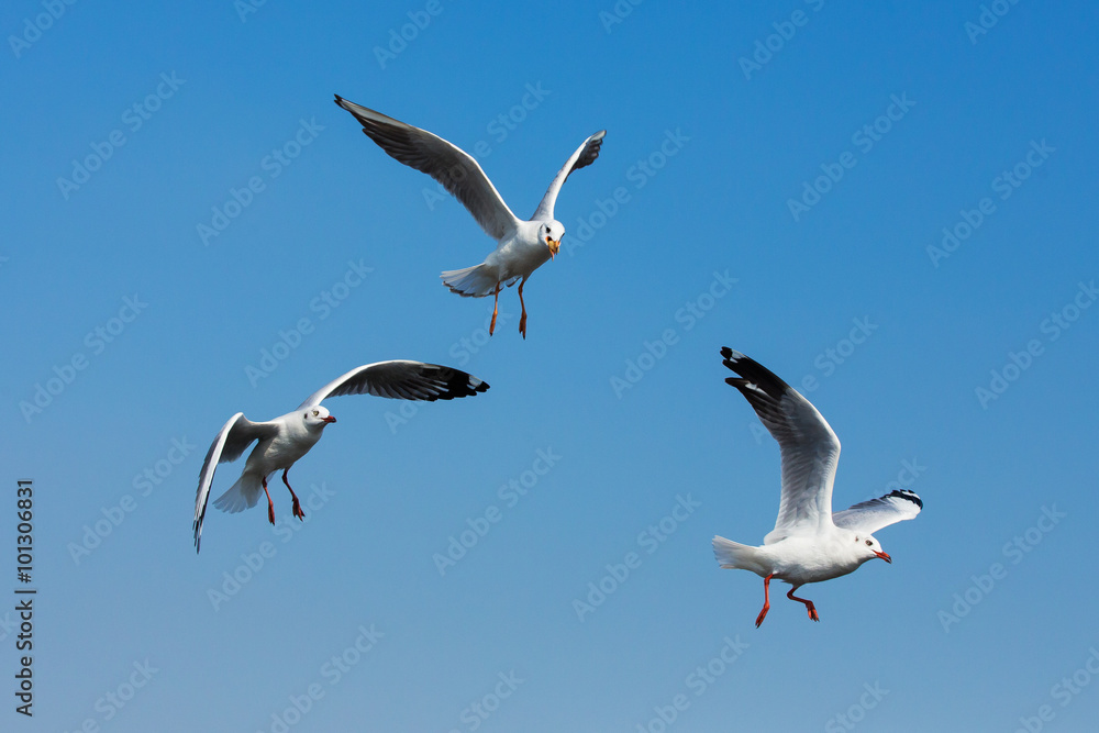 flying seagulls in action at Bangpoo Thailand