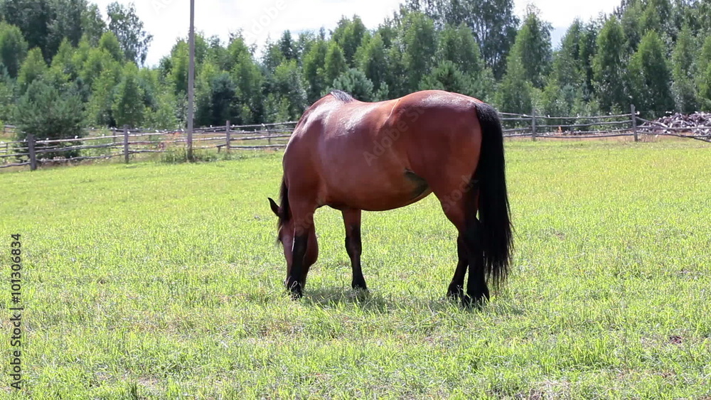 Domestic chestnut horse on summer meadow on a sunny day, Russia
Domestic chestnut horse on summer meadow on a sunny day, Russia
