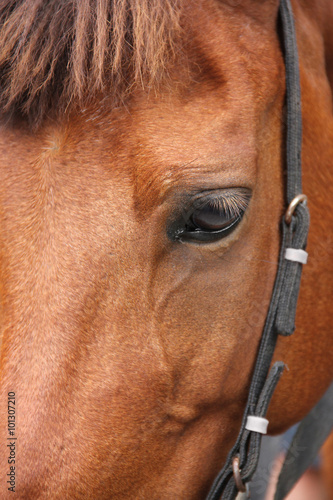 Horse face closeup